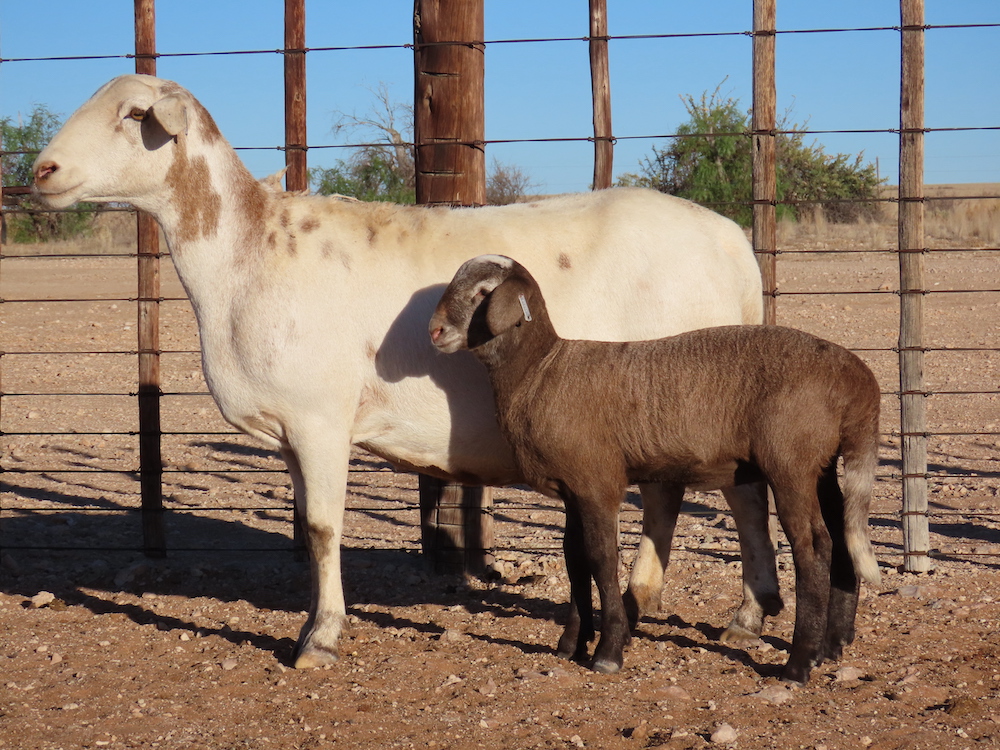 DVB 190869 (8)