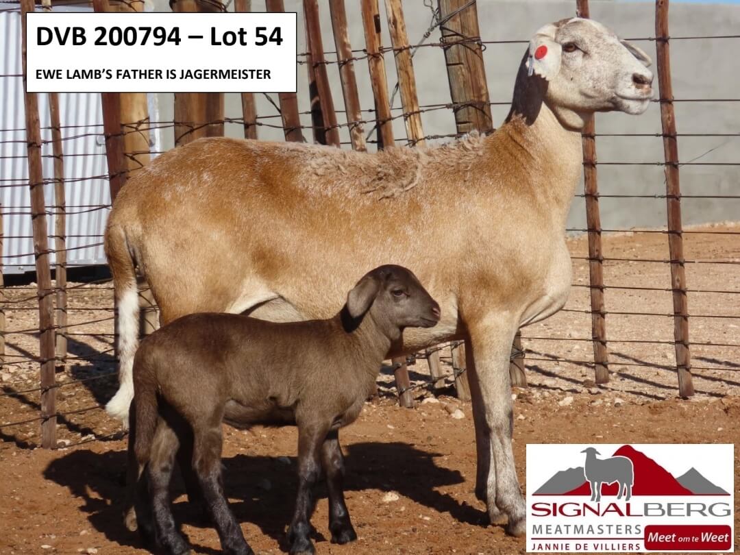 DVB200794-Lot54 DVB 200794 - Lot 54