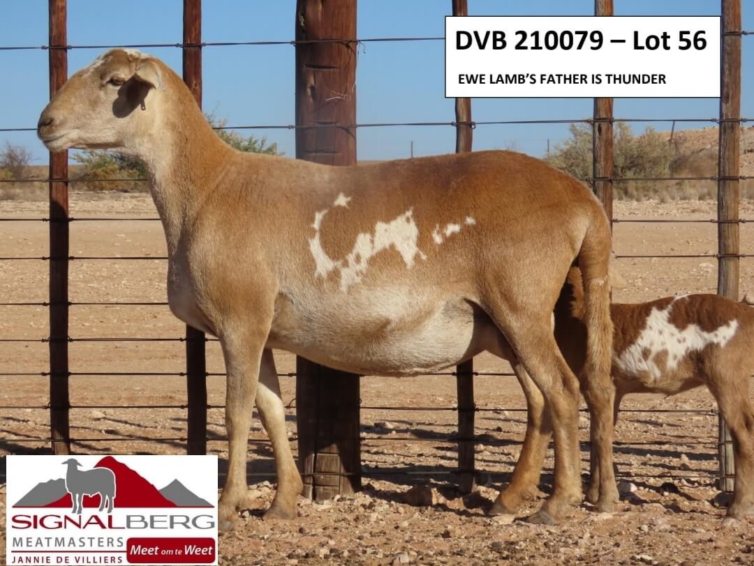 DVB210079-Lot56 DVB 210079 - Lot 56