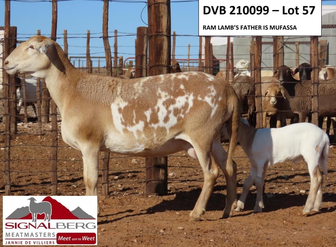 DVB210099-Lot57 DVB 210099 - Lot 57