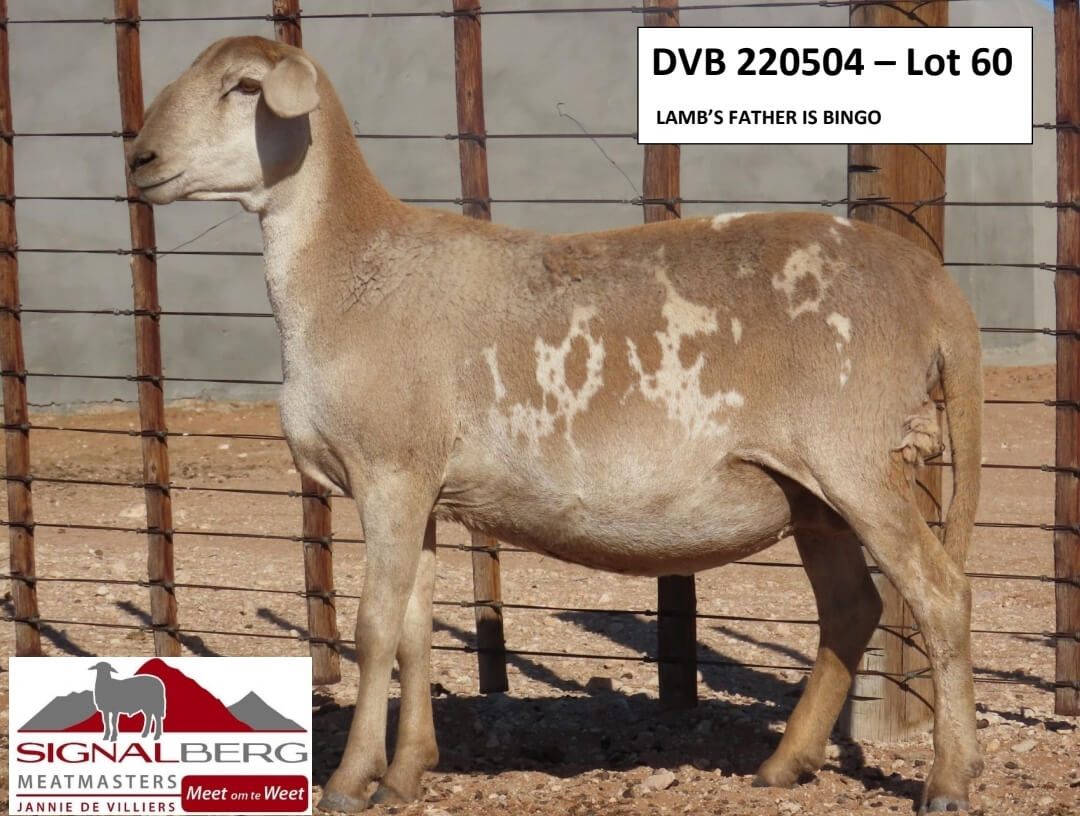 DVB220504-Lot60 DVB 220504 - Lot 60