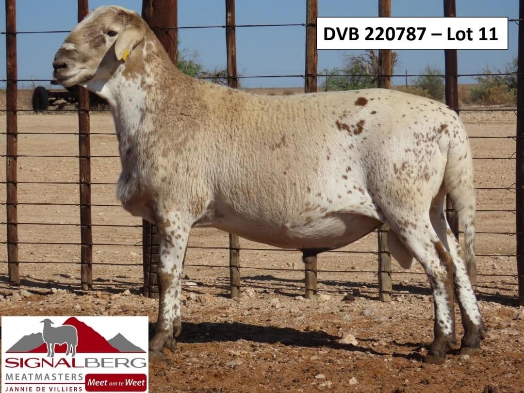 DVB220787-Lot11 DVB 220787 - Lot 11