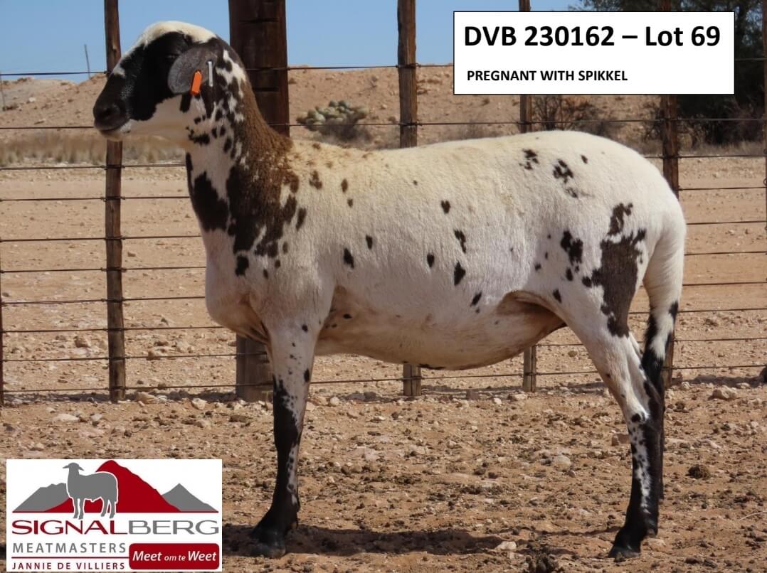 DVB230162-Lot69 DVB 230162 - Lot 69