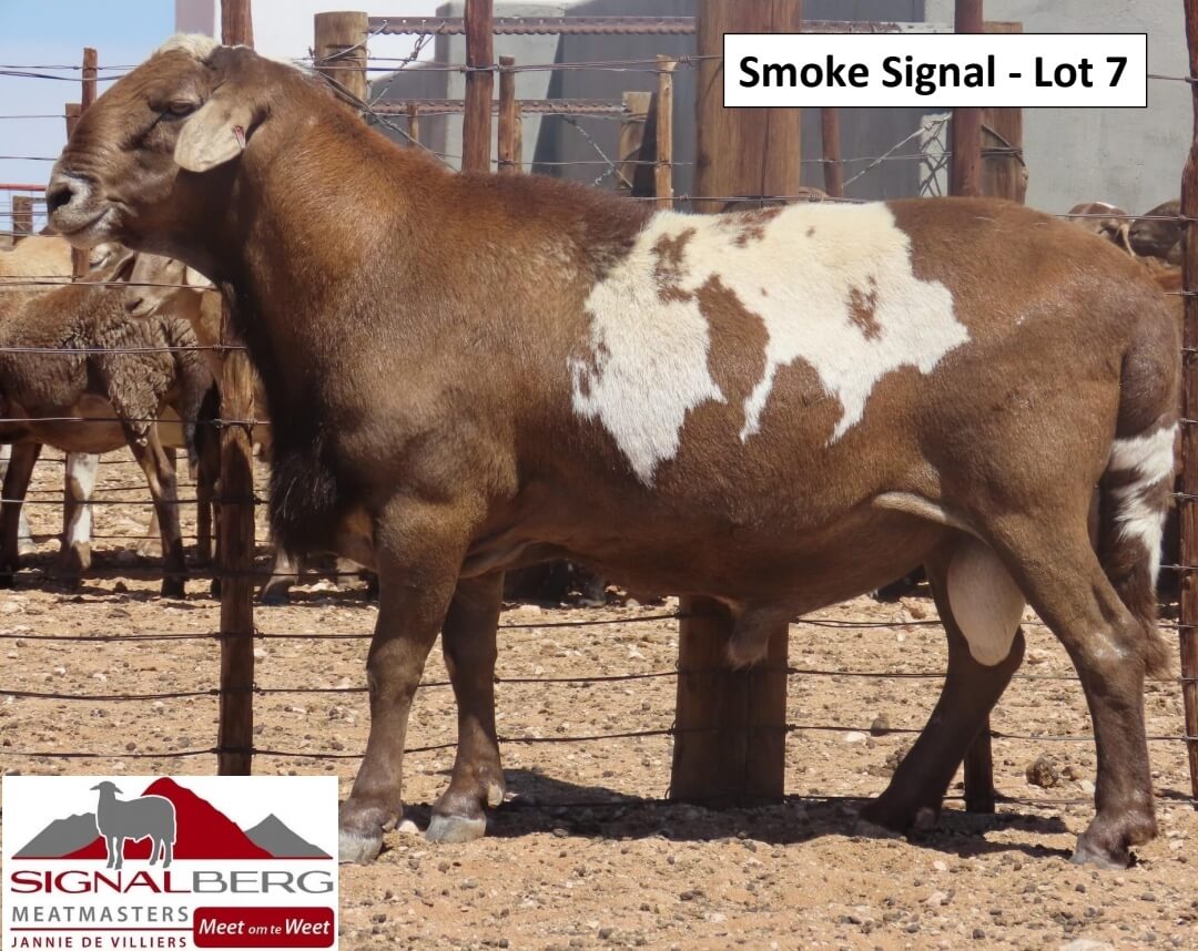 SmokeSignal-Lot7 Smoke Signal - Lot 7