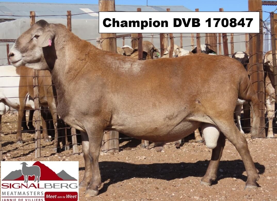 DVB 170847-Champion.. DVB-200021