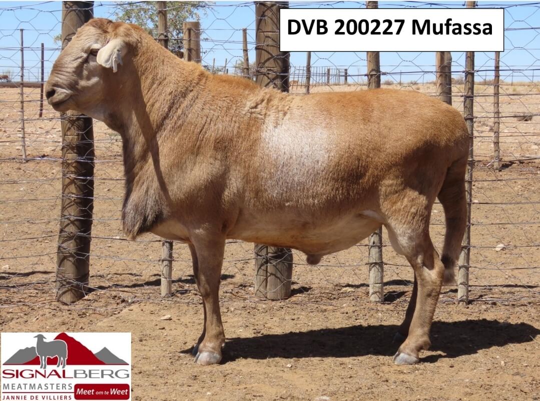 DVB 200227-Mufassa DVB-200021