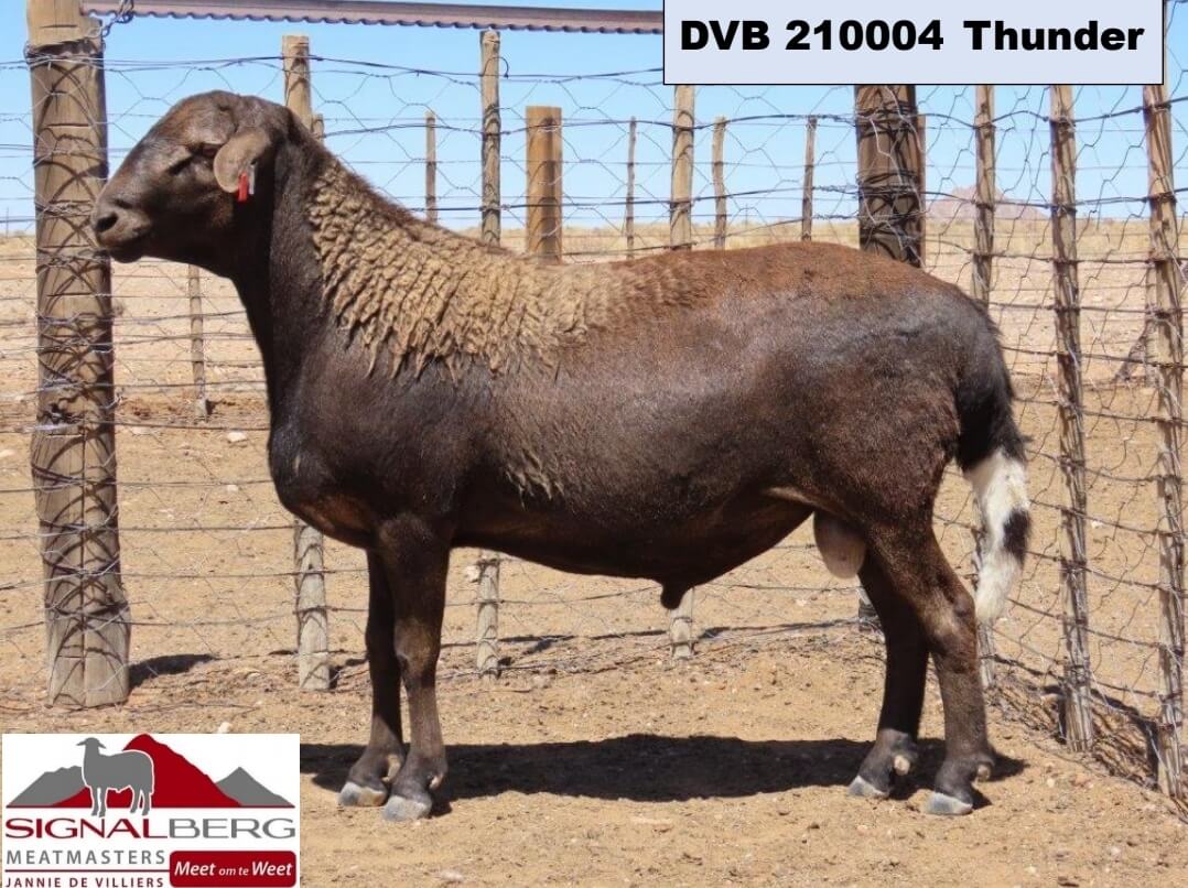 DVB 210004-Thunder DVB-200021