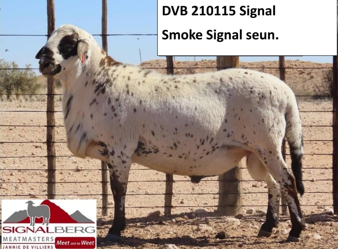 DVB 210115-Signal-Seun DVB-200021