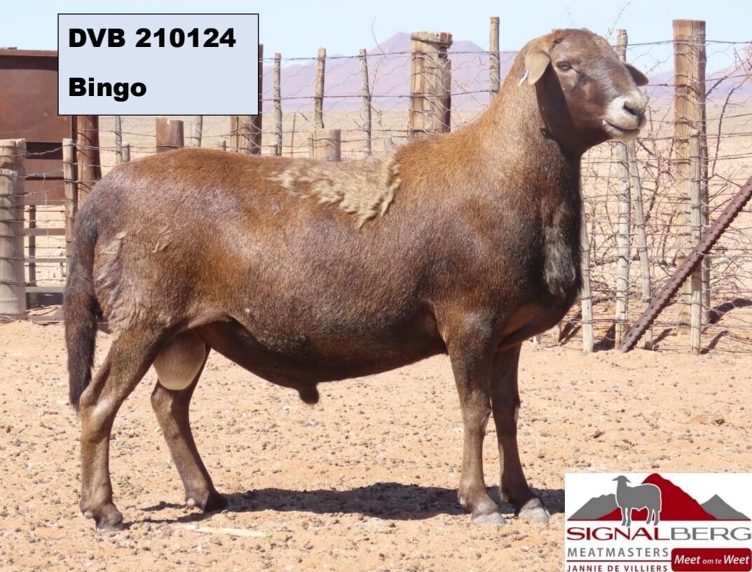 DVB 210124-Bingo DVB-200021