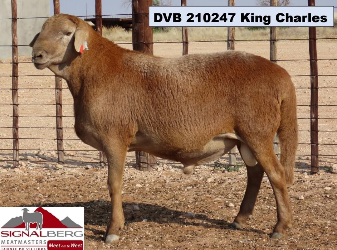 DVB 210247-King Charles DVB-200021