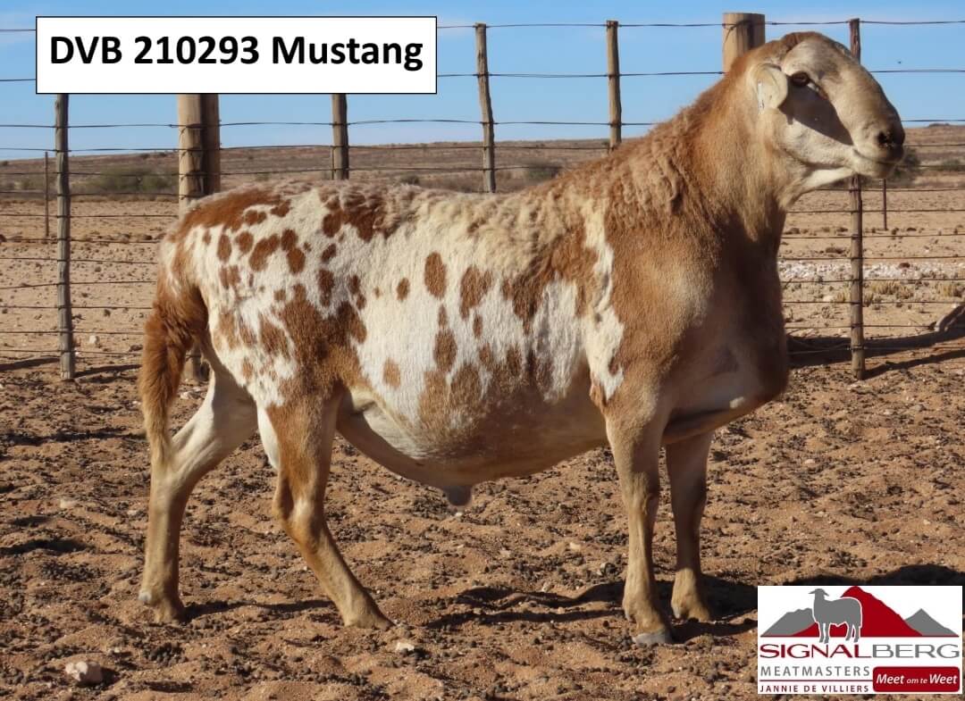 DVB 210293-Mustang DVB-200021