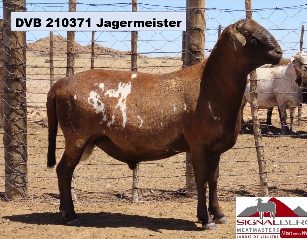 DVB 210371-Jagermeister. DVB-200021