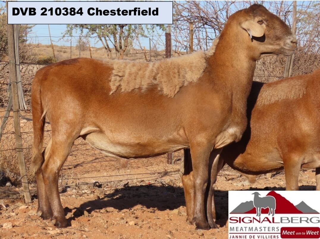 DVB 210384-Chesterfield DVB-200021