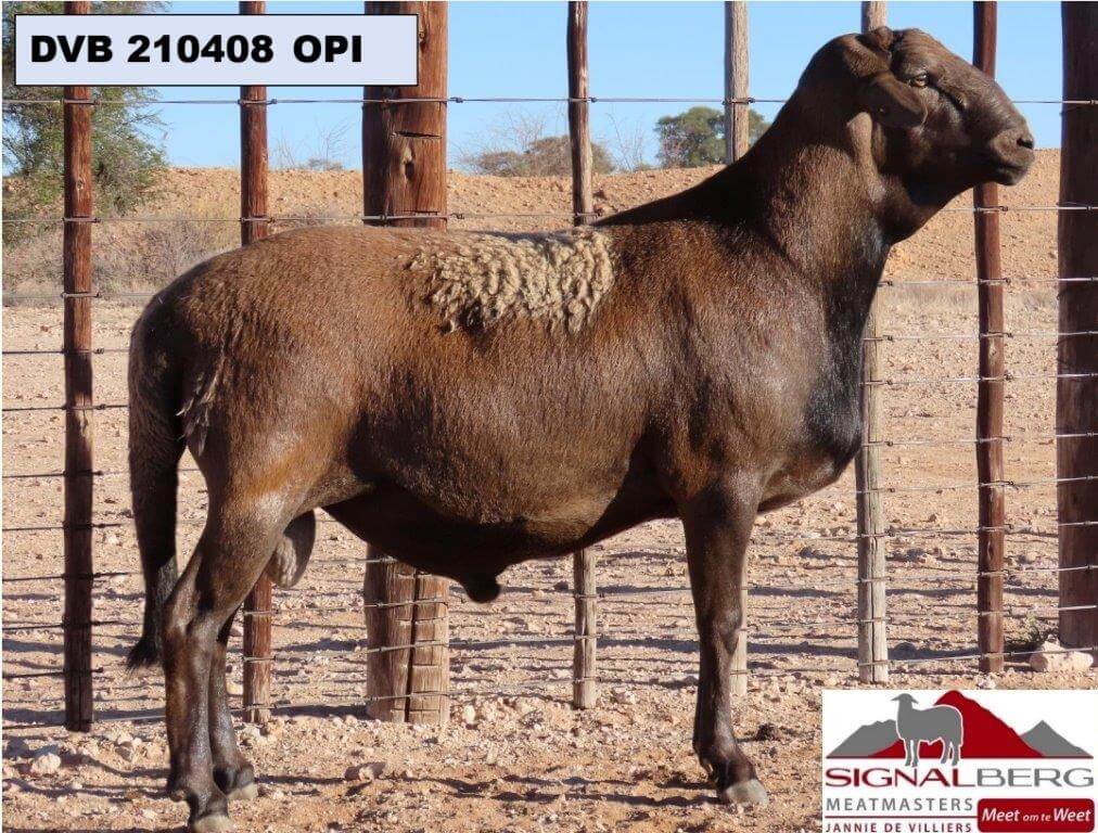 DVB 210408-OPI DVB-200241