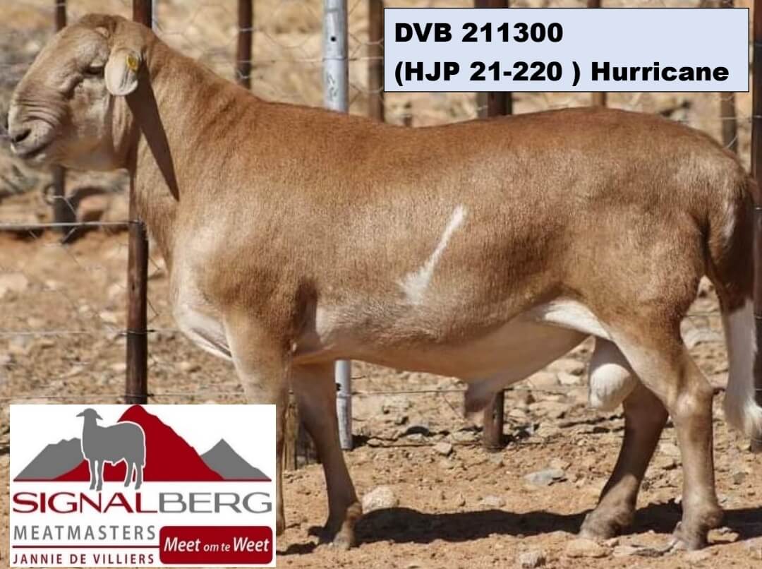 DVB 211300-Hurricane DVB-200021