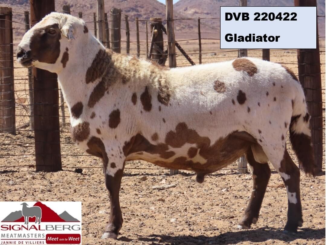 DVB 220422-Gladator DVB-200021