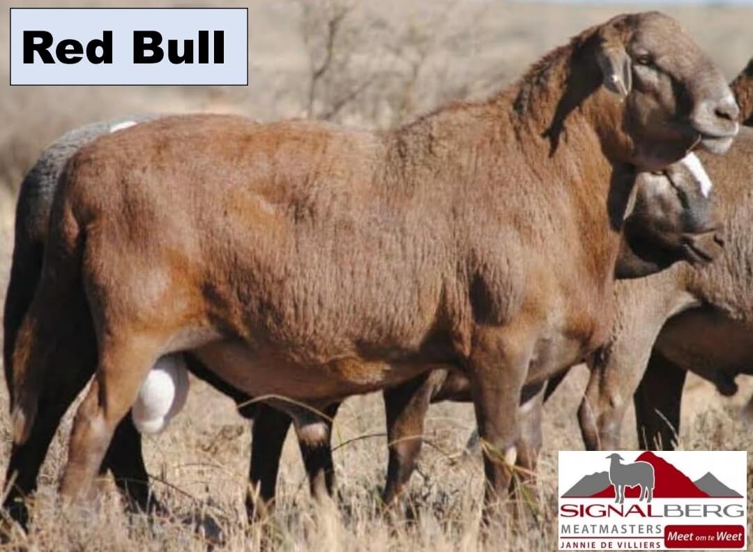 RSL 17006-Red_Bull DVB-200021